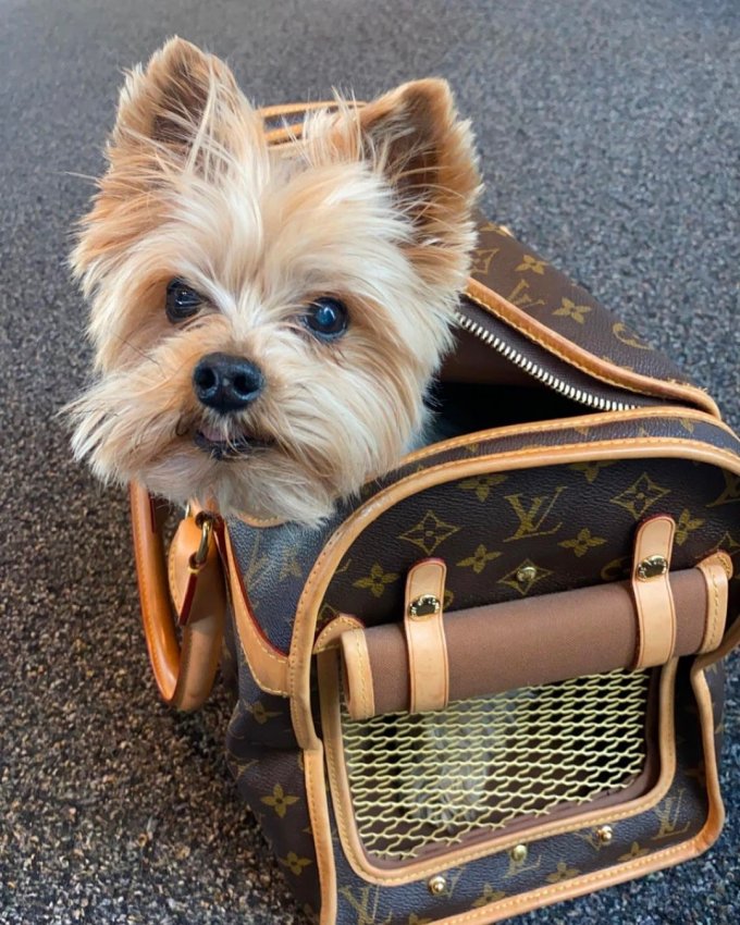 yorkie in louis vuitton  Yorkie, Yorkie dogs, Pet carrier bag